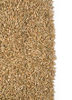 rye close-up