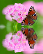 Foto: little pink flower and butterfly little pink flower and butterfly
