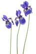 iris