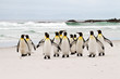 King penguins walking on the beach