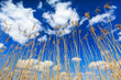 Reed lit by sun with cloudscape