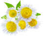 A lot of White camomiles. Isolated on a white