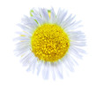 Single camomiles isolated on a white background