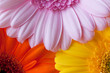 bunte gerbera