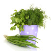 Useful herbs in lilac pail isolated on white