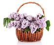 Beautiful lilac flowers isolated on white