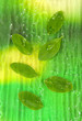 Green leaves on bright background