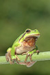 European tree frog