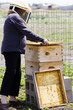 Beekeeper