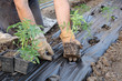 Farmer planting tomato seedlings in a greenhouse