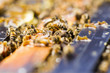 Beekeeping