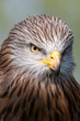 Red Kite