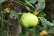 Pommes,