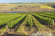 Photo: Row of fresh vines in the Columbia Gorge OR. Row of fresh vines in the Columbia Gorge OR.