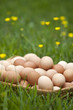 Basket of fresh brown eggs in grass