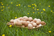 Basket of fresh brown eggs in grass