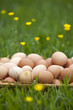 Basket of fresh brown eggs in grass