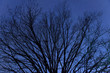 Bare tree branches against starry night sky