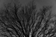 Bare tree branches against starry night sky