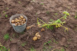 Fresh potatoes in a potatoes field at the Novgorod region of Rus