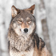 Grey Wolf (Canis Lupus) With O...
