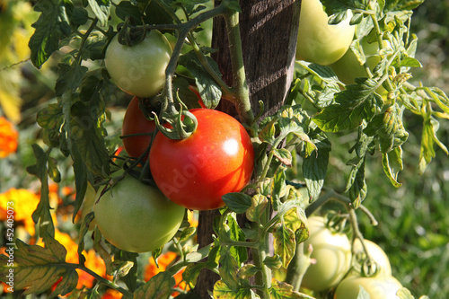 Photo: tomate tomate