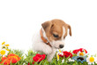 Jack Russel puppy in grass