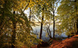Beech forest