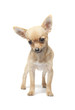 Foto: Young chihuahua Young chihuahua