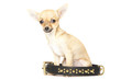 Young chihuahua and big black collar
