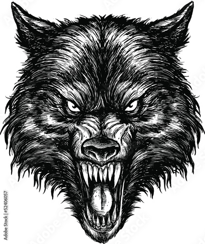  Hand Drawn Wolf Illustration Vector