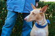 Spanish Podenco with owner
