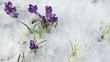 hand gather pick crocus saffron flower blooms snow spring garden