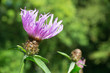 Purple thistle flower