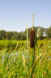 Bulrush near water