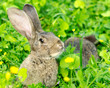 Gray rabbit lay on the grass