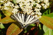 swallowtail macro