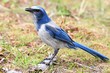 Endangered Florida Scrub-Jay