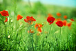 Wild poppy flowers