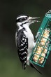 Hairy Woodpecker (Picoides villosus)