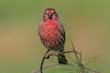 Photo: Male House Finch (Carpodacus mexicanus) Male House Finch (Carpodacus mexicanus)
