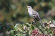 Photo: Mockingbird On A Stump Mockingbird On A Stump