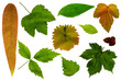 Lots of Leafs on a White Background