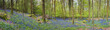 Magical forest and wild bluebell flowers