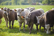Healthy cattle livestock, Idyllic Rural, UK