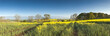 Oilseed Rape, Canola, Biodiesel Crop