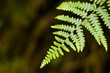 Morning dew and fern