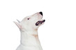 Beautiful bullterrier