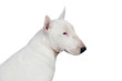 Beautiful bullterrier