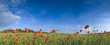 Wild poppies